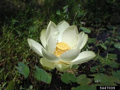 American lotus, Nelumbo lutea  (Nymphaeales: Nelumbonaceae) - 5447039