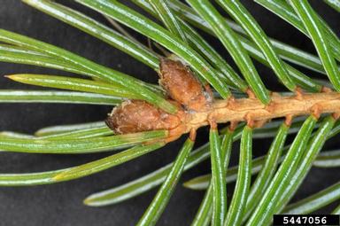 eastern spruce gall adelgid (Adelges abietis ) on blue spruce (Picea pungens ) - 5447056