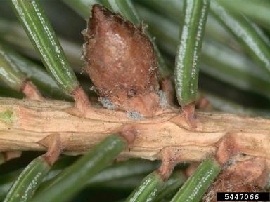 eastern spruce gall adelgid (Adelges abietis ) on blue spruce (Picea pungens ) - 5447066