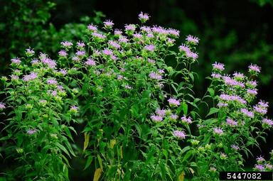 wild bergamot, Monarda fistulosa  (Lamiales: Lamiaceae) - 5447082