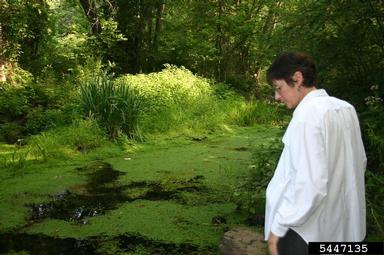 European waterstarwort, Callitriche stagnalis  (Callitrichales: Callitrichaceae) - 5447135