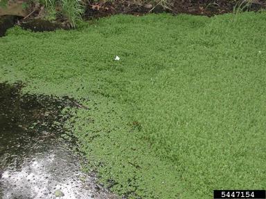 European waterstarwort, Callitriche stagnalis  (Callitrichales: Callitrichaceae) - 5447154