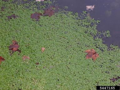 European waterstarwort, Callitriche stagnalis  (Callitrichales: Callitrichaceae) - 5447165
