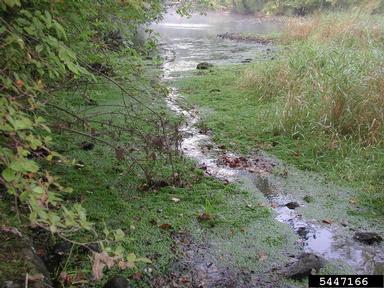 European waterstarwort, Callitriche stagnalis  (Callitrichales: Callitrichaceae) - 5447166
