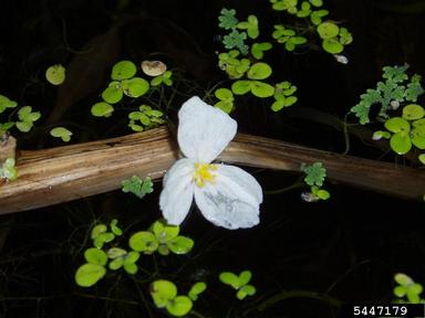 Brazilian waterweed, Egeria densa  (Hydrocharitales: Hydrocharitaceae) - 5447179