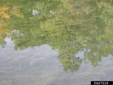 Eurasian watermilfoil, Myriophyllum spicatum  (Haloragales: Haloragaceae) - 5447218