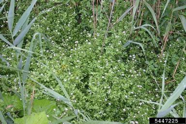 onerow yellowcress, Nasturtium microphyllum  (Capparales: Brassicaceae) - 5447225