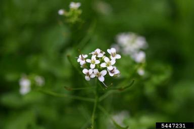 onerow yellowcress, Nasturtium microphyllum  (Capparales: Brassicaceae) - 5447231