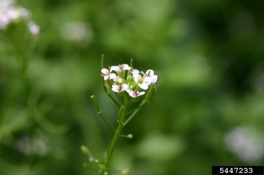 onerow yellowcress, Nasturtium microphyllum  (Capparales: Brassicaceae) - 5447233