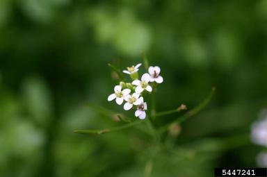 onerow yellowcress, Nasturtium microphyllum  (Capparales: Brassicaceae) - 5447241