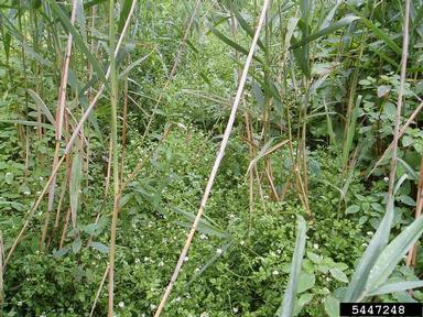 onerow yellowcress, Nasturtium microphyllum  (Capparales: Brassicaceae) - 5447248