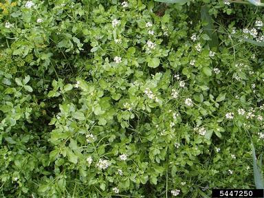 onerow yellowcress, Nasturtium microphyllum  (Capparales: Brassicaceae) - 5447250
