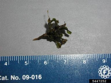 curlyleaf pondweed, Potamogeton crispus  (Najadales: Potamogetonaceae) - 5447252
