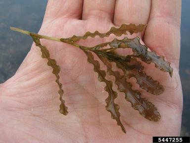 curlyleaf pondweed, Potamogeton crispus  (Najadales: Potamogetonaceae) - 5447255
