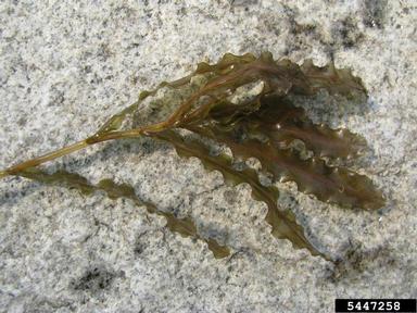 curlyleaf pondweed, Potamogeton crispus  (Najadales: Potamogetonaceae) - 5447258
