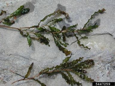 curlyleaf pondweed, Potamogeton crispus  (Najadales: Potamogetonaceae) - 5447259
