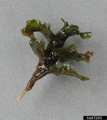 curlyleaf pondweed, Potamogeton crispus  (Najadales: Potamogetonaceae) - 5447260