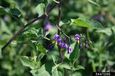 bittersweet nightshade, Solanum dulcamara  (Solanales: Solanaceae) - 5447266