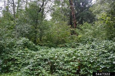Himalaya blackberry, Rubus armeniacus  (Rosales: Rosaceae) - 5447322