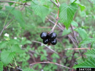 jetbead, Rhodotypos scandens  (Rosales: Rosaceae) - 5447335