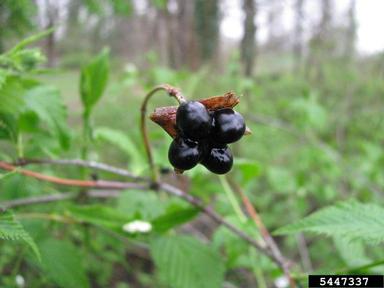 jetbead, Rhodotypos scandens  (Rosales: Rosaceae) - 5447337