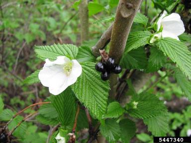 jetbead, Rhodotypos scandens  (Rosales: Rosaceae) - 5447340