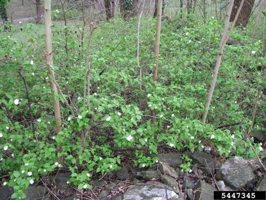 jetbead, Rhodotypos scandens  (Rosales: Rosaceae) - 5447345