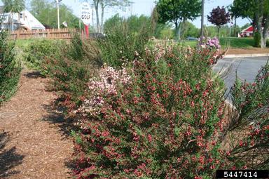 Scotch broom, Cytisus scoparius  (Fabales: Fabaceae (Leguminosae)) - 5447414