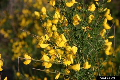 Scotch broom, Cytisus scoparius  (Fabales: Fabaceae (Leguminosae)) - 5447429