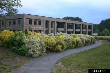 Scotch broom, Cytisus scoparius  (Fabales: Fabaceae (Leguminosae)) - 5447433