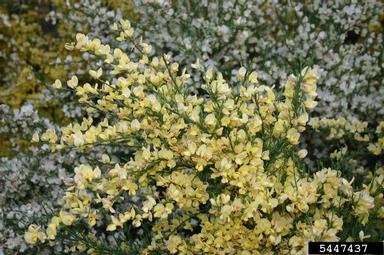 Scotch broom, Cytisus scoparius  (Fabales: Fabaceae (Leguminosae)) - 5447437