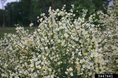 Scotch broom, Cytisus scoparius  (Fabales: Fabaceae (Leguminosae)) - 5447441