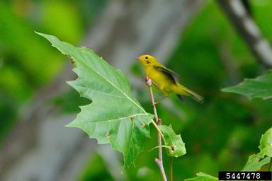 wilson's warbler, Wilsonia pusilla  (Passeriformes: Parulidae) - 5447478