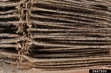 charcoal rot (Macrophomina phaseolina ) on corn (Zea mays ) - 5447500