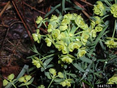 cypress spurge, Euphorbia cyparissias  (Euphorbiales: Euphorbiaceae) - 5447517