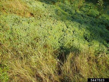 cypress spurge, Euphorbia cyparissias  (Euphorbiales: Euphorbiaceae) - 5447523