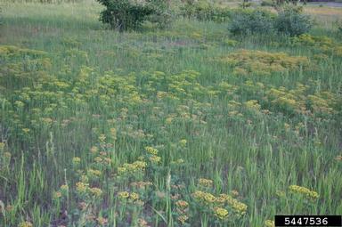 cypress spurge, Euphorbia cyparissias  (Euphorbiales: Euphorbiaceae) - 5447536