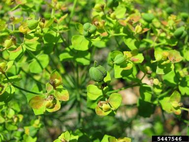 cypress spurge, Euphorbia cyparissias  (Euphorbiales: Euphorbiaceae) - 5447546