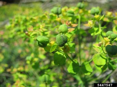 cypress spurge, Euphorbia cyparissias  (Euphorbiales: Euphorbiaceae) - 5447547