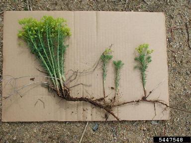 cypress spurge, Euphorbia cyparissias  (Euphorbiales: Euphorbiaceae) - 5447548