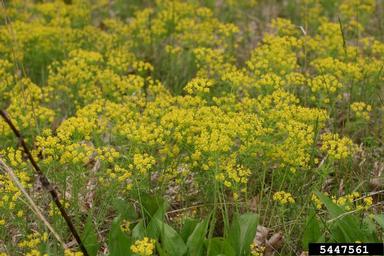 cypress spurge, Euphorbia cyparissias  (Euphorbiales: Euphorbiaceae) - 5447561