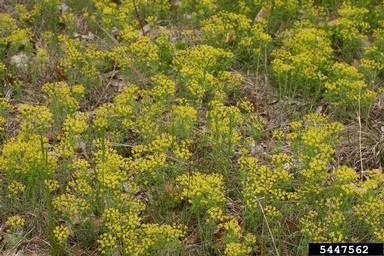 cypress spurge, Euphorbia cyparissias  (Euphorbiales: Euphorbiaceae) - 5447562