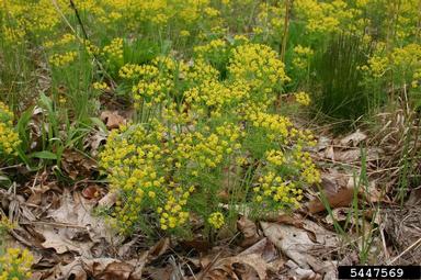 cypress spurge, Euphorbia cyparissias  (Euphorbiales: Euphorbiaceae) - 5447569