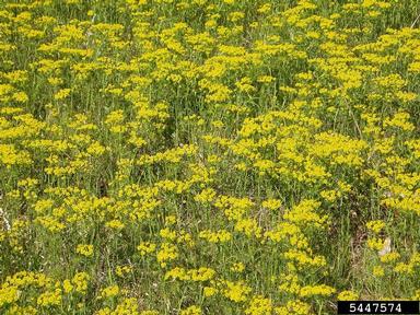 cypress spurge, Euphorbia cyparissias  (Euphorbiales: Euphorbiaceae) - 5447574