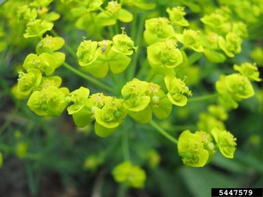 cypress spurge, Euphorbia cyparissias  (Euphorbiales: Euphorbiaceae) - 5447579
