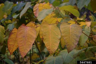 Sakhalin knotweed, Fallopia sachalinensis  (Polygonales: Polygonaceae) - 5447661