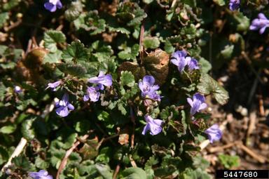 ground ivy, Glechoma hederacea  (Lamiales: Lamiaceae) - 5447680