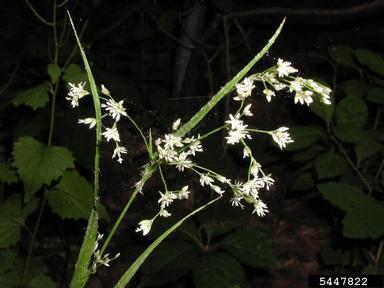 oakforest woodrush, Luzula luzuloides  (Juncales: Juncaceae) - 5447822