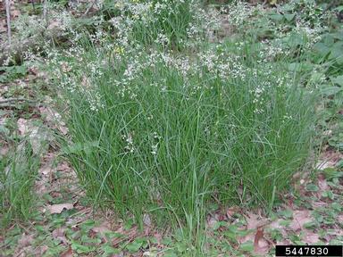 oakforest woodrush, Luzula luzuloides  (Juncales: Juncaceae) - 5447830
