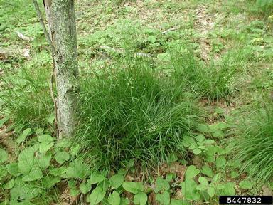 oakforest woodrush, Luzula luzuloides  (Juncales: Juncaceae) - 5447832